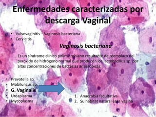 Enfermedades caracterizadas por
descarga Vaginal
• Vulvovaginitis – Vaginosis bacteriana
• Cervicitis
Vaginosis bacteriana
Es un síndrome clínico polimicrobiano resultante de reemplazo del
peróxido de hidrógeno normal que producen los lactobacillus sp. por
altas concentraciones de bacterias anaeróbicas.
• Prevotella sp.
• Mobiluncus sp.
• G. Vaginalis
• Ureaplasma
• Mycoplasma
1. Anaerobia facultativa
2. Su hábitat natural es la vagina
 