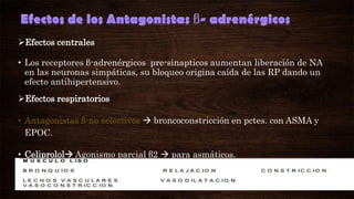 Efectos centrales
• Los receptores β-adrenérgicos pre-sinapticos aumentan liberación de NA
en las neuronas simpáticas, su bloqueo origina caída de las RP dando un
efecto antihipertensivo.
Efectos respiratorios
• Antagonistas β-no selectivos  broncoconstricción en pctes. con ASMA y
EPOC.
• Celiprolol Agonismo parcial β2  para asmáticos.

 
