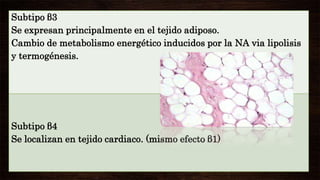 Subtipo β3
Se expresan principalmente en el tejido adiposo.
Cambio de metabolismo energético inducidos por la NA via lipolisis
y termogénesis.

Subtipo β4
Se localizan en tejido cardiaco. (mismo efecto β1)

 