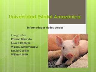 Universidad Estatal Amazónica
Enfermedades de los cerdos
Integrantes:
Ramón Miranda
Grace Ramírez
Wendy Quilambaqui
David Castillo
Williams Brito
 