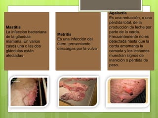 Enfermedades de los cerdos | PDF