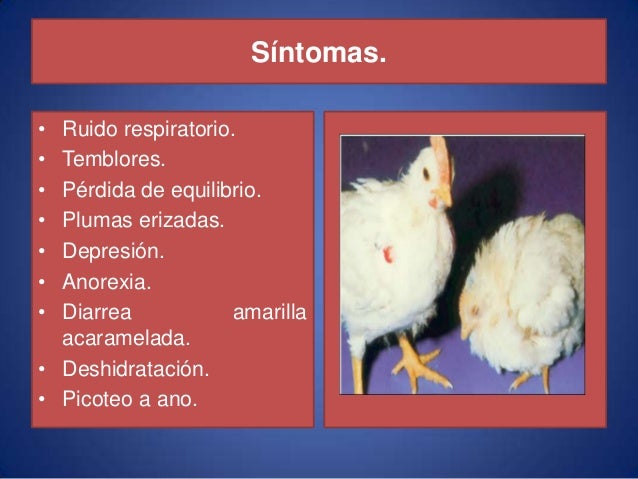 Enfermedades de aves