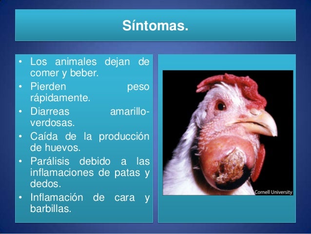 Enfermedades Mas Comunes En Las Aves