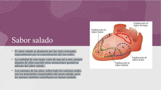 Sabor salado
• El sabor salado se despierta por las sales ionizadas,
especialmente por la concentración del ion sodio.
• La cualidad de este rasgo varía de una sal a otra, porque
algunas de ellas suscitan otras sensaciones gustativas
además del sabor salado.
• Los cationes de las sales, sobre todo los cationes sodio,
son los principales responsables del gusto salado, pero
los aniones también contribuyen en menor medida.
 