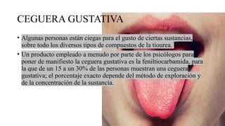 CEGUERA GUSTATIVA
• Algunas personas están ciegas para el gusto de ciertas sustancias,
sobre todo los diversos tipos de compuestos de la tiourea.
• Un producto empleado a menudo por parte de los psicólogos para
poner de manifiesto la ceguera gustativa es la feniltiocarbamida, para
la que de un 15 a un 30% de las personas muestran una ceguera
gustativa; el porcentaje exacto depende del método de exploración y
de la concentración de la sustancia.
 