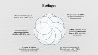 Esófago:
Alta prevalencia de ERGE
en población mexicana y
latinoamericana.
La ERGE crónica puede
evolucionar a Esófago de
Barrett (EB), una lesión
precancerosa.
En México, la prevalencia de
EB oscila entre 1.8% y 7.2%
en pacientes con reflujo.
El cáncer de esófago
(principalmente epidermoide)
mantiene alta mortalidad.
Factores de riesgo:
tabaquismo, alcohol,
obesidad y ERGE crónica.
(Rev. Gastroenterología de
México, 2020; INEGI, 2023)
 