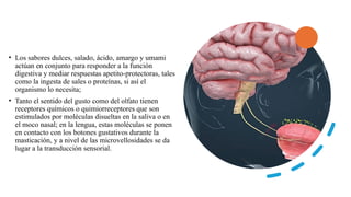 • Los sabores dulces, salado, ácido, amargo y umami
actúan en conjunto para responder a la función
digestiva y mediar respuestas apetito-protectoras, tales
como la ingesta de sales o proteínas, si así el
organismo lo necesita;
• Tanto el sentido del gusto como del olfato tienen
receptores químicos o quimiorreceptores que son
estimulados por moléculas disueltas en la saliva o en
el moco nasal; en la lengua, estas moléculas se ponen
en contacto con los botones gustativos durante la
masticación, y a nivel de las microvellosidades se da
lugar a la transducción sensorial.
 