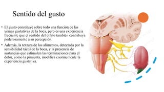 Sentido del gusto
• El gusto constituye sobre todo una función de las
yemas gustativas de la boca, pero es una experiencia
frecuente que el sentido del olfato también contribuya
poderosamente a su percepción.
• Además, la textura de los alimentos, detectada por la
sensibilidad táctil de la boca, y la presencia de
sustancias que estimulen las terminaciones para el
dolor, como la pimienta, modifica enormemente la
experiencia gustativa.
 