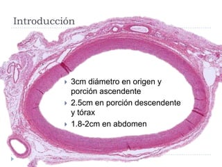 Introducción
 3cm diámetro en origen y
porción ascendente
 2.5cm en porción descendente
y tórax
 1.8-2cm en abdomen
 