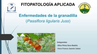 FITOPATOLOGÍA APLICADA
Enfermedades de la granadilla
(Passiflora ligularis Juss)
Integrantes:
-Silva Pérez Sara Beatriz
-Vera Franco Jazmín Julexi
 