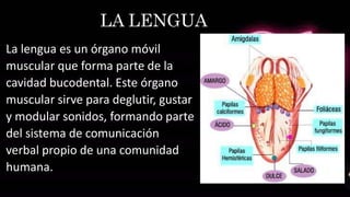 La lengua es un órgano móvil
muscular que forma parte de la
cavidad bucodental. Este órgano
muscular sirve para deglutir, gustar
y modular sonidos, formando parte
del sistema de comunicación
verbal propio de una comunidad
humana.
LA LENGUA
 