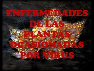 ENFERMEDADES DE LAS PLANTAS OCASIONADAS POR VIRUS 