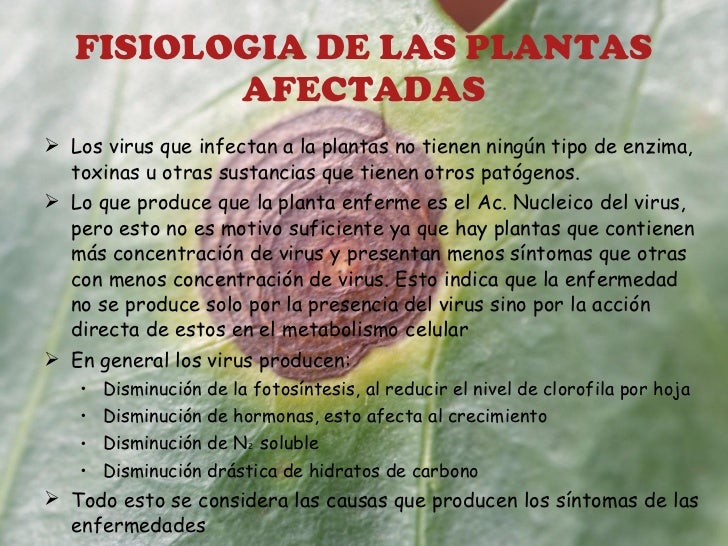 Enfermedades de las plantas ocasionadas por