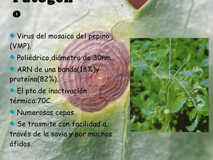 Enfermedades de las plantas ocasionadas por