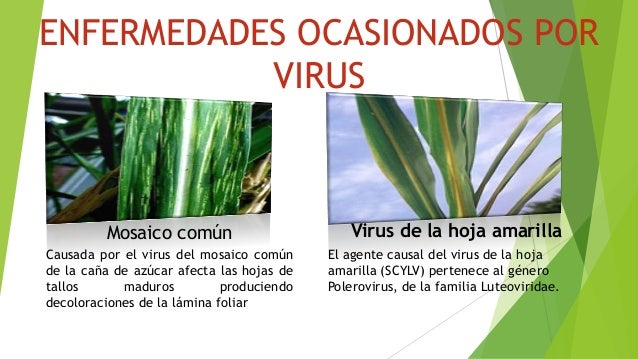 Resultado de imagen para ENFERMEDADES DE LA CAÑA DE AZUCAR