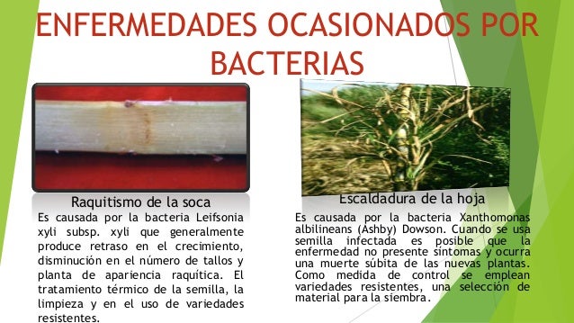 Resultado de imagen para ENFERMEDADES DE LA CAÑA DE AZUCAR