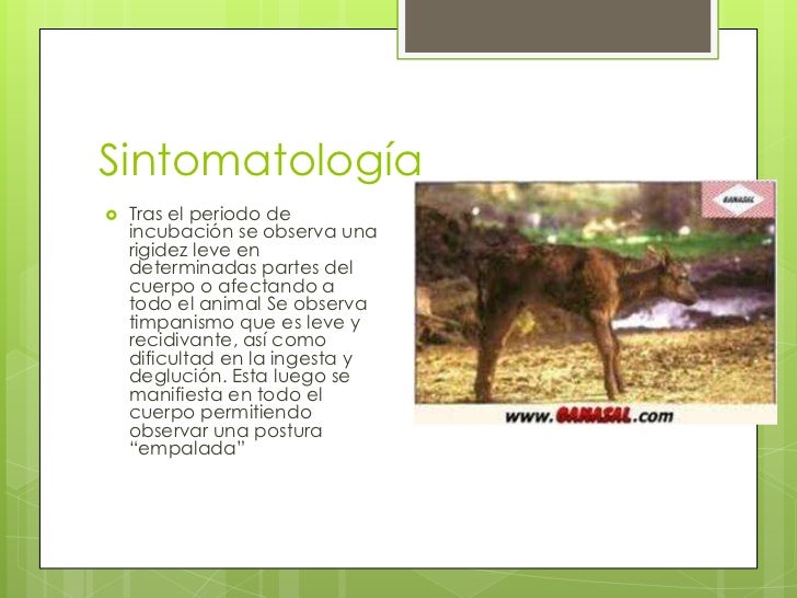 Enfermedades del ganado bovino (1)