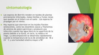 sintomatología
 Las esporas de Botritis residen en tejidos de plantas
previamente infectados, malas hierbas y frutas viej...