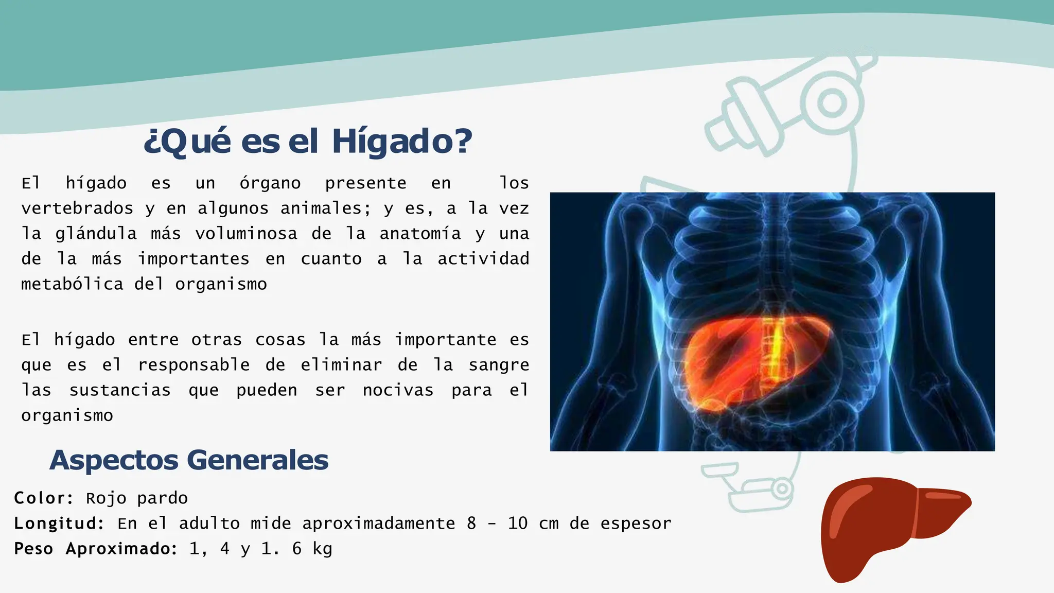 ENFERMEDADES DEL HIGADO en medicina.pptx