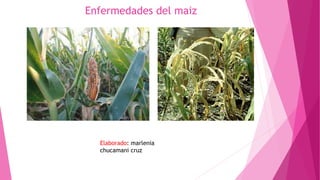 Enfermedades del maiz
Elaborado: marlenia
chucamani cruz
 