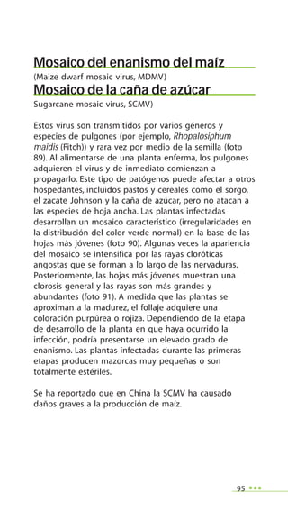 95
Mosaico del enanismo del maíz
(Maize dwarf mosaic virus, MDMV)
Mosaico de la caña de azúcar
Sugarcane mosaic virus, SCMV)
Estos virus son transmitidos por varios géneros y
especies de pulgones (por ejemplo, Rhopalosiphum
maidis (Fitch)) y rara vez por medio de la semilla (foto
89). Al alimentarse de una planta enferma, los pulgones
adquieren el virus y de inmediato comienzan a
propagarlo. Este tipo de patógenos puede afectar a otros
hospedantes, incluidos pastos y cereales como el sorgo,
el zacate Johnson y la caña de azúcar, pero no atacan a
las especies de hoja ancha. Las plantas infectadas
desarrollan un mosaico característico (irregularidades en
la distribución del color verde normal) en la base de las
hojas más jóvenes (foto 90). Algunas veces la apariencia
del mosaico se intensifica por las rayas cloróticas
angostas que se forman a lo largo de las nervaduras.
Posteriormente, las hojas más jóvenes muestran una
clorosis general y las rayas son más grandes y
abundantes (foto 91). A medida que las plantas se
aproximan a la madurez, el follaje adquiere una
coloración purpúrea o rojiza. Dependiendo de la etapa
de desarrollo de la planta en que haya ocurrido la
infección, podría presentarse un elevado grado de
enanismo. Las plantas infectadas durante las primeras
etapas producen mazorcas muy pequeñas o son
totalmente estériles.
Se ha reportado que en China la SCMV ha causado
daños graves a la producción de maíz.
 