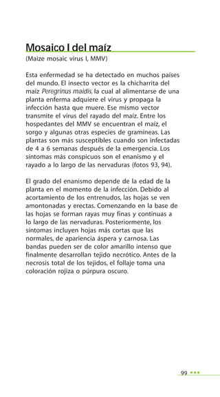 99
Mosaico I del maíz
(Maize mosaic virus I, MMV)
Esta enfermedad se ha detectado en muchos países
del mundo. El insecto vector es la chicharrita del
maíz Peregrinus maidis, la cual al alimentarse de una
planta enferma adquiere el virus y propaga la
infección hasta que muere. Ese mismo vector
transmite el virus del rayado del maíz. Entre los
hospedantes del MMV se encuentran el maíz, el
sorgo y algunas otras especies de gramíneas. Las
plantas son más susceptibles cuando son infectadas
de 4 a 6 semanas después de la emergencia. Los
síntomas más conspicuos son el enanismo y el
rayado a lo largo de las nervaduras (fotos 93, 94).
El grado del enanismo depende de la edad de la
planta en el momento de la infección. Debido al
acortamiento de los entrenudos, las hojas se ven
amontonadas y erectas. Comenzando en la base de
las hojas se forman rayas muy finas y continuas a
lo largo de las nervaduras. Posteriormente, los
síntomas incluyen hojas más cortas que las
normales, de apariencia áspera y carnosa. Las
bandas pueden ser de color amarillo intenso que
finalmente desarrollan tejido necrótico. Antes de la
necrosis total de los tejidos, el follaje toma una
coloración rojiza o púrpura oscuro.
 
