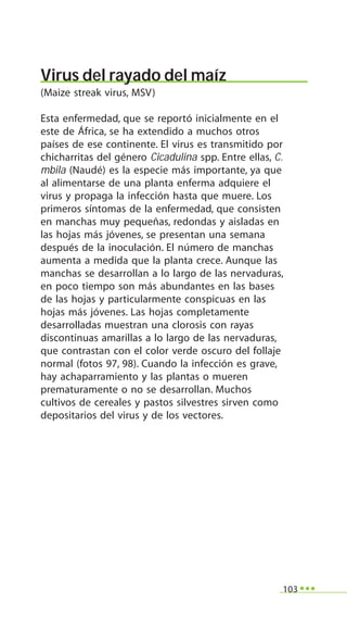 103
Virus del rayado del maíz
(Maize streak virus, MSV)
Esta enfermedad, que se reportó inicialmente en el
este de África, se ha extendido a muchos otros
países de ese continente. El virus es transmitido por
chicharritas del género Cicadulina spp. Entre ellas, C.
mbila (Naudé) es la especie más importante, ya que
al alimentarse de una planta enferma adquiere el
virus y propaga la infección hasta que muere. Los
primeros síntomas de la enfermedad, que consisten
en manchas muy pequeñas, redondas y aisladas en
las hojas más jóvenes, se presentan una semana
después de la inoculación. El número de manchas
aumenta a medida que la planta crece. Aunque las
manchas se desarrollan a lo largo de las nervaduras,
en poco tiempo son más abundantes en las bases
de las hojas y particularmente conspicuas en las
hojas más jóvenes. Las hojas completamente
desarrolladas muestran una clorosis con rayas
discontinuas amarillas a lo largo de las nervaduras,
que contrastan con el color verde oscuro del follaje
normal (fotos 97, 98). Cuando la infección es grave,
hay achaparramiento y las plantas o mueren
prematuramente o no se desarrollan. Muchos
cultivos de cereales y pastos silvestres sirven como
depositarios del virus y de los vectores.
 