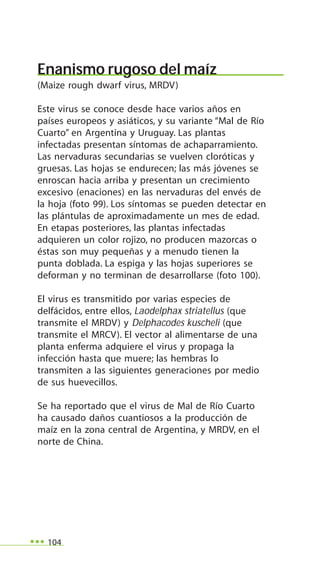 104
Enanismo rugoso del maíz
(Maize rough dwarf virus, MRDV)
Este virus se conoce desde hace varios años en
países europeos y asiáticos, y su variante “Mal de Río
Cuarto” en Argentina y Uruguay. Las plantas
infectadas presentan síntomas de achaparramiento.
Las nervaduras secundarias se vuelven cloróticas y
gruesas. Las hojas se endurecen; las más jóvenes se
enroscan hacia arriba y presentan un crecimiento
excesivo (enaciones) en las nervaduras del envés de
la hoja (foto 99). Los síntomas se pueden detectar en
las plántulas de aproximadamente un mes de edad.
En etapas posteriores, las plantas infectadas
adquieren un color rojizo, no producen mazorcas o
éstas son muy pequeñas y a menudo tienen la
punta doblada. La espiga y las hojas superiores se
deforman y no terminan de desarrollarse (foto 100).
El virus es transmitido por varias especies de
delfácidos, entre ellos, Laodelphax striatellus (que
transmite el MRDV) y Delphacodes kuscheli (que
transmite el MRCV). El vector al alimentarse de una
planta enferma adquiere el virus y propaga la
infección hasta que muere; las hembras lo
transmiten a las siguientes generaciones por medio
de sus huevecillos.
Se ha reportado que el virus de Mal de Río Cuarto
ha causado daños cuantiosos a la producción de
maíz en la zona central de Argentina, y MRDV, en el
norte de China.
 