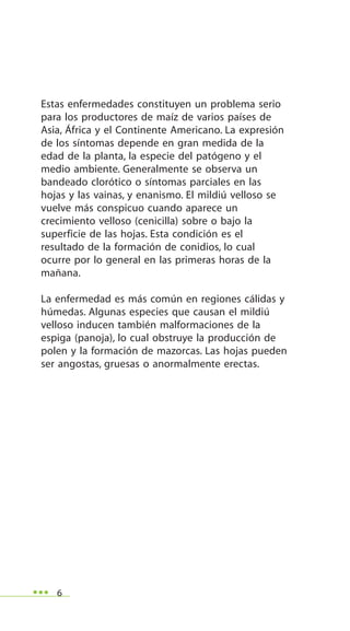 6
Estas enfermedades constituyen un problema serio
para los productores de maíz de varios países de
Asia, África y el Continente Americano. La expresión
de los síntomas depende en gran medida de la
edad de la planta, la especie del patógeno y el
medio ambiente. Generalmente se observa un
bandeado clorótico o síntomas parciales en las
hojas y las vainas, y enanismo. El mildiú velloso se
vuelve más conspicuo cuando aparece un
crecimiento velloso (cenicilla) sobre o bajo la
superficie de las hojas. Esta condición es el
resultado de la formación de conidios, lo cual
ocurre por lo general en las primeras horas de la
mañana.
La enfermedad es más común en regiones cálidas y
húmedas. Algunas especies que causan el mildiú
velloso inducen también malformaciones de la
espiga (panoja), lo cual obstruye la producción de
polen y la formación de mazorcas. Las hojas pueden
ser angostas, gruesas o anormalmente erectas.
 