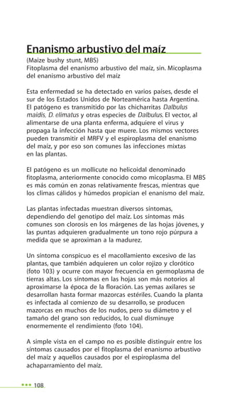 108
Enanismo arbustivo del maíz
(Maize bushy stunt, MBS)
Fitoplasma del enanismo arbustivo del maíz, sin. Micoplasma
del enanismo arbustivo del maíz
Esta enfermedad se ha detectado en varios países, desde el
sur de los Estados Unidos de Norteamérica hasta Argentina.
El patógeno es transmitido por las chicharritas Dalbulus
maidis, D. elimatus y otras especies de Dalbulus. El vector, al
alimentarse de una planta enferma, adquiere el virus y
propaga la infección hasta que muere. Los mismos vectores
pueden transmitir el MRFV y el espiroplasma del enanismo
del maíz, y por eso son comunes las infecciones mixtas
en las plantas.
El patógeno es un mollicute no helicoidal denominado
fitoplasma, anteriormente conocido como micoplasma. El MBS
es más común en zonas relativamente frescas, mientras que
los climas cálidos y húmedos propician el enanismo del maíz.
Las plantas infectadas muestran diversos síntomas,
dependiendo del genotipo del maíz. Los síntomas más
comunes son clorosis en los márgenes de las hojas jóvenes, y
las puntas adquieren gradualmente un tono rojo púrpura a
medida que se aproximan a la madurez.
Un síntoma conspicuo es el macollamiento excesivo de las
plantas, que también adquieren un color rojizo y clorótico
(foto 103) y ocurre con mayor frecuencia en germoplasma de
tierras altas. Los síntomas en las hojas son más notorios al
aproximarse la época de la floración. Las yemas axilares se
desarrollan hasta formar mazorcas estériles. Cuando la planta
es infectada al comienzo de su desarrollo, se producen
mazorcas en muchos de los nudos, pero su diámetro y el
tamaño del grano son reducidos, lo cual disminuye
enormemente el rendimiento (foto 104).
A simple vista en el campo no es posible distinguir entre los
síntomas causados por el fitoplasma del enanismo arbustivo
del maíz y aquellos causados por el espiroplasma del
achaparramiento del maíz.
 