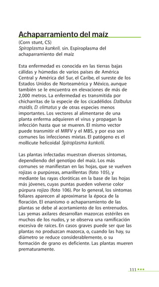 111
Achaparramiento del maíz
(Corn stunt, CS)
Spiroplasma kunkeli, sin. Espiroplasma del
achaparramiento del maíz
Esta enfermedad es conocida en las tierras bajas
cálidas y húmedas de varios países de América
Central y América del Sur, el Caribe, el sureste de los
Estados Unidos de Norteamérica y México, aunque
también se le encuentra en elevaciones de más de
2,000 metros. La enfermedad es transmitida por
chicharritas de la especie de los cicadélidos Dalbulus
maidis, D. elimatus y de otras especies menos
importantes. Los vectores al alimentarse de una
planta enferma adquieren el virus y propagan la
infección hasta que se mueren. El mismo vector
puede transmitir el MRFV y el MBS, y por eso son
comunes las infecciones mixtas. El patógeno es el
mollicute helicoidal Spiroplasma kunkelii.
Las plantas infectadas muestran diversos síntomas,
dependiendo del genotipo del maíz. Los más
comunes se manifiestan en las hojas, que se vuelven
rojizas o purpúreas, amarillentas (foto 105), y
mediante las rayas cloróticas en la base de las hojas
más jóvenes, cuyas puntas pueden volverse color
púrpura rojizo (foto 106). Por lo general, los síntomas
foliares aparecen al aproximarse la época de la
floración. El enanismo o achaparramiento de las
plantas se debe al acortamiento de los entrenudos.
Las yemas axilares desarrollan mazorcas estériles en
muchos de los nudos, y se observa una ramificación
excesiva de raíces. En casos graves puede ser que las
plantas no produzcan mazorca, o, cuando las hay, su
diámetro se reduce considerablemente, o su
formación de grano es deficiente. Las plantas mueren
prematuramente.
 