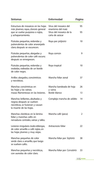 115
Estructura de mosaicos en las hojas Virus del mosaico del 95
más jóvenes; rayas, clorosis general enanismo del maíz
que se vuelve purpúrea o rojiza, Virus del mosaico de la 95
y achaparramiento. caña de azúcar
Pústulas pequeñas, redondas y Roya por polysora 10
pulverulentas de color anaranjado
claro; después se oscurecen.
Pústulas pequeñas, alargadas y Roya común 9
pulverulentas de color café oscuro;
después se ennegrecen.
Pústulas pequeñas, redondas y Roya tropical 10
ovaladas, rodeadas de un borde
de color negro.
Anillos alargados, concéntricos Mancha foliar zonal 37
y necróticos.
Manchas concéntricas en Mancha bandeada de hoja 26
las hojas y las vainas; y vaina
masas filamentosas en las lesiones. Borde blanco 13
Manchas brillantes, abultadas y Complejo mancha de asfalto 14
negras; después se vuelven
necróticas, se fusionan y causan
la muerte de las hojas.
Manchas cloróticas en la lámina Mancha café (peca) 2
foliar y manchas cafés en
nervaduras centrales, vainas y tallos.
Lesiones irregulares óvalo-oblongas, Antracnosis foliar 22
de color amarillo a café rojizo, en
las hojas jóvenes y muy viejas.
Manchas pequeñas de color Mancha foliar por Septoria 38
verde claro a amarillo, que luego
se vuelven cafés.
Manchas pequeñas y necróticas, Mancha foliar por Curvularia 33
con aureolas de color claro.
Síntomas Enfermedad Página
 