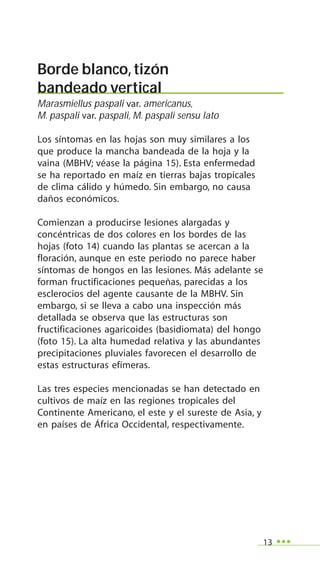 13
Borde blanco,tizón
bandeado vertical
Marasmiellus paspali var. americanus,
M. paspali var. paspali, M. paspali sensu lato
Los síntomas en las hojas son muy similares a los
que produce la mancha bandeada de la hoja y la
vaina (MBHV; véase la página 15). Esta enfermedad
se ha reportado en maíz en tierras bajas tropicales
de clima cálido y húmedo. Sin embargo, no causa
daños económicos.
Comienzan a producirse lesiones alargadas y
concéntricas de dos colores en los bordes de las
hojas (foto 14) cuando las plantas se acercan a la
floración, aunque en este periodo no parece haber
síntomas de hongos en las lesiones. Más adelante se
forman fructificaciones pequeñas, parecidas a los
esclerocios del agente causante de la MBHV. Sin
embargo, si se lleva a cabo una inspección más
detallada se observa que las estructuras son
fructificaciones agaricoides (basidiomata) del hongo
(foto 15). La alta humedad relativa y las abundantes
precipitaciones pluviales favorecen el desarrollo de
estas estructuras efímeras.
Las tres especies mencionadas se han detectado en
cultivos de maíz en las regiones tropicales del
Continente Americano, el este y el sureste de Asia, y
en países de África Occidental, respectivamente.
 