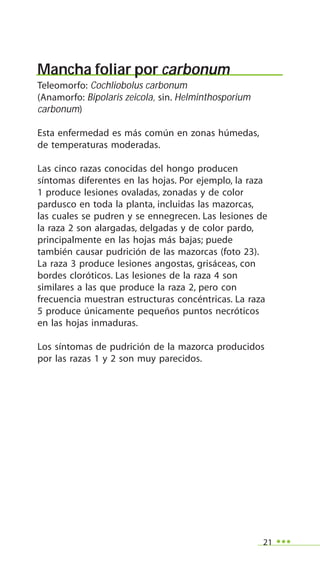 21
Mancha foliar por carbonum
Teleomorfo: Cochliobolus carbonum
(Anamorfo: Bipolaris zeicola, sin. Helminthosporium
carbonum)
Esta enfermedad es más común en zonas húmedas,
de temperaturas moderadas.
Las cinco razas conocidas del hongo producen
síntomas diferentes en las hojas. Por ejemplo, la raza
1 produce lesiones ovaladas, zonadas y de color
pardusco en toda la planta, incluidas las mazorcas,
las cuales se pudren y se ennegrecen. Las lesiones de
la raza 2 son alargadas, delgadas y de color pardo,
principalmente en las hojas más bajas; puede
también causar pudrición de las mazorcas (foto 23).
La raza 3 produce lesiones angostas, grisáceas, con
bordes cloróticos. Las lesiones de la raza 4 son
similares a las que produce la raza 2, pero con
frecuencia muestran estructuras concéntricas. La raza
5 produce únicamente pequeños puntos necróticos
en las hojas inmaduras.
Los síntomas de pudrición de la mazorca producidos
por las razas 1 y 2 son muy parecidos.
 