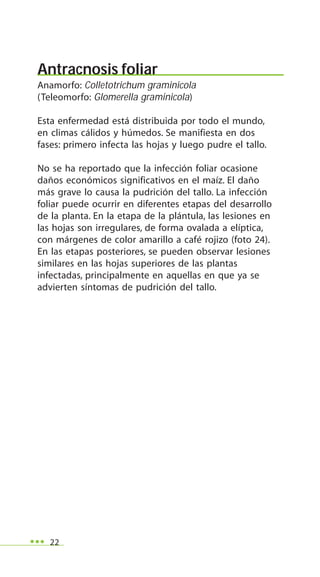 22
Antracnosis foliar
Anamorfo: Colletotrichum graminicola
(Teleomorfo: Glomerella graminicola)
Esta enfermedad está distribuida por todo el mundo,
en climas cálidos y húmedos. Se manifiesta en dos
fases: primero infecta las hojas y luego pudre el tallo.
No se ha reportado que la infección foliar ocasione
daños económicos significativos en el maíz. El daño
más grave lo causa la pudrición del tallo. La infección
foliar puede ocurrir en diferentes etapas del desarrollo
de la planta. En la etapa de la plántula, las lesiones en
las hojas son irregulares, de forma ovalada a elíptica,
con márgenes de color amarillo a café rojizo (foto 24).
En las etapas posteriores, se pueden observar lesiones
similares en las hojas superiores de las plantas
infectadas, principalmente en aquellas en que ya se
advierten síntomas de pudrición del tallo.
 