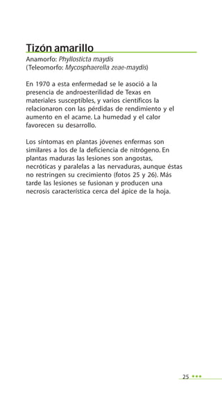 25
Tizón amarillo
Anamorfo: Phyllosticta maydis
(Teleomorfo: Mycosphaerella zeae-maydis)
En 1970 a esta enfermedad se le asoció a la
presencia de androesterilidad de Texas en
materiales susceptibles, y varios científicos la
relacionaron con las pérdidas de rendimiento y el
aumento en el acame. La humedad y el calor
favorecen su desarrollo.
Los síntomas en plantas jóvenes enfermas son
similares a los de la deficiencia de nitrógeno. En
plantas maduras las lesiones son angostas,
necróticas y paralelas a las nervaduras, aunque éstas
no restringen su crecimiento (fotos 25 y 26). Más
tarde las lesiones se fusionan y producen una
necrosis característica cerca del ápice de la hoja.
 