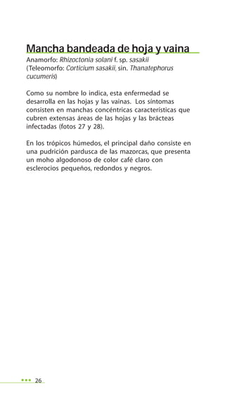 26
Mancha bandeada de hoja y vaina
Anamorfo: Rhizoctonia solani f. sp. sasakii
(Teleomorfo: Corticium sasakii, sin. Thanatephorus
cucumeris)
Como su nombre lo indica, esta enfermedad se
desarrolla en las hojas y las vainas. Los síntomas
consisten en manchas concéntricas características que
cubren extensas áreas de las hojas y las brácteas
infectadas (fotos 27 y 28).
En los trópicos húmedos, el principal daño consiste en
una pudrición pardusca de las mazorcas, que presenta
un moho algodonoso de color café claro con
esclerocios pequeños, redondos y negros.
 