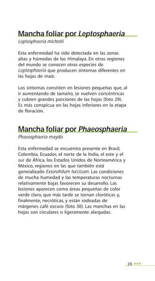 29
Mancha foliar por Leptosphaeria
Leptosphaeria michotii
Esta enfermedad ha sido detectada en las zonas
altas y húmedas de los Himalaya. En otras regiones
del mundo se conocen otras especies de
Leptosphaeria que producen síntomas diferentes en
las hojas de maíz.
Los síntomas consisten en lesiones pequeñas que, al
ir aumentando de tamaño, se vuelven concéntricas
y cubren grandes porciones de las hojas (foto 29).
Es más conspicua en las hojas inferiores en la etapa
de floración.
Mancha foliar por Phaeosphaeria
Phaeosphaeria maydis
Esta enfermedad se encuentra presente en Brasil,
Colombia, Ecuador, el norte de la India, el este y el
sur de África, los Estados Unidos de Norteamérica y
México, regiones en las que también está
generalizado Exserohilum turcicum. Las condiciones
de mucha humedad y las temperaturas nocturnas
relativamente bajas favorecen su desarrollo. Las
lesiones aparecen como áreas pequeñas de color
verde claro, que más tarde se tornan cloróticas y,
finalmente, necróticas, y están rodeadas de
márgenes café oscuro (foto 30). Las manchas en las
hojas son circulares o ligeramente alargadas.
 
