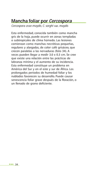 34
Mancha foliar por Cercospora
Cercospora zeae-maydis, C. sorghi var. maydis
Esta enfermedad, conocida también como mancha
gris de la hoja, puede ocurrir en zonas templadas
o subtropicales de clima húmedo. Las lesiones
comienzan como manchas necróticas pequeñas,
regulares y alargadas, de color café grisáceo, que
crecen paralelas a las nervaduras (foto 34). A
veces pueden llegar a medir 3.0 x 0.3 cm. Se cree
que existe una relación entre las prácticas de
labranza mínima y el aumento de su incidencia.
Esta enfermedad constituye un problema en
América del Sur y en el este y sur de África. Los
prolongados periodos de humedad foliar y los
nublados favorecen su desarrollo. Puede causar
senescencia foliar grave después de la floración, o
un llenado de grano deficiente.
 