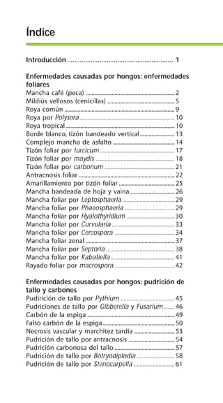 Índice
Introducción ........................................................... 1
Enfermedades causadas por hongos: enfermedades
foliares
Mancha café (peca) .............................................................. 2
Mildiús vellosos (cenicillas) ............................................... 5
Roya común .............................................................................9
Roya por Polysora ................................................................. 10
Roya tropical ............................................................................10
Borde blanco, tizón bandeado vertical........................ 13
Complejo mancha de asfalto ........................................... 14
Tizón foliar por turcicum ................................................... 17
Tizón foliar por maydis ...................................................... 18
Tizón foliar por carbonum ................................................ 21
Antracnosis foliar ................................................................... 22
Amarillamiento por tizón foliar ....................................... 25
Mancha bandeada de hoja y vaina............................... 26
Mancha foliar por Leptosphaeria....................................29
Mancha foliar por Phaeosphaeria ..................................29
Mancha foliar por Hyalothyridium ................................. 30
Mancha foliar por Curvularia ...........................................33
Mancha foliar por Cercospora .........................................34
Mancha foliar zonal .............................................................. 37
Mancha foliar por Septoria ...............................................38
Mancha foliar por Kabatiella............................................41
Rayado foliar por macrospora .........................................42
Enfermedades causadas por hongos: pudrición de
tallo y carbones
Pudirición de tallo por Pythium ..................................... 45
Pudriciones de tallo por Gibberella y Fusarium ....... 46
Carbón de la espiga .............................................................49
Falso carbón de la espiga .................................................. 50
Necrosis vascular y marchitez tardía ............................ 53
Pudrición de tallo por antracnosis ................................ 54
Pudrición carbonosa del tallo .......................................... 57
Pudrición de tallo por Botryodiplodia ..........................58
Pudrición de tallo por Stenocarpella ............................ 61
 