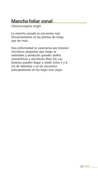 37
Mancha foliar zonal
Gloeocercospora sorghi
La mancha zonada se encuentra más
frecuentemente en las plantas de sorgo
que de maíz.
Esta enfermedad se caracteriza por lesiones
necróticas pequeñas que luego se
extienden y producen grandes anillos
concéntricos y necróticos (foto 35). Las
lesiones pueden llegar a medir entre 5 y 6
cm de diámetro y se las encuentra
principalmente en las hojas más viejas.
 