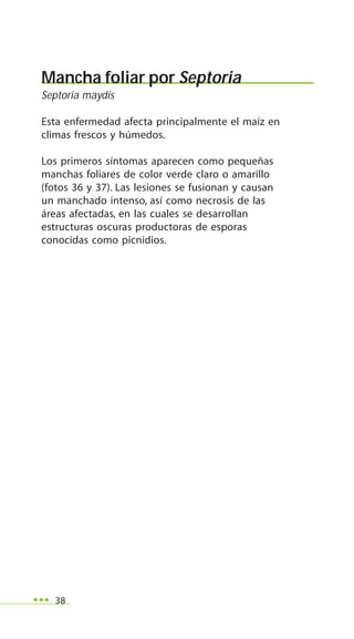 38
Mancha foliar por Septoria
Septoria maydis
Esta enfermedad afecta principalmente el maíz en
climas frescos y húmedos.
Los primeros síntomas aparecen como pequeñas
manchas foliares de color verde claro o amarillo
(fotos 36 y 37). Las lesiones se fusionan y causan
un manchado intenso, así como necrosis de las
áreas afectadas, en las cuales se desarrollan
estructuras oscuras productoras de esporas
conocidas como picnidios.
 