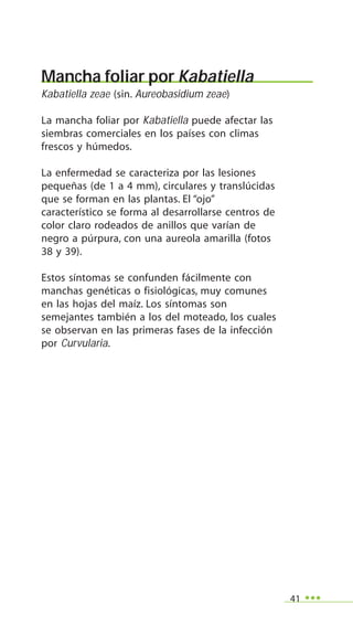 41
Mancha foliar por Kabatiella
Kabatiella zeae (sin. Aureobasidium zeae)
La mancha foliar por Kabatiella puede afectar las
siembras comerciales en los países con climas
frescos y húmedos.
La enfermedad se caracteriza por las lesiones
pequeñas (de 1 a 4 mm), circulares y translúcidas
que se forman en las plantas. El “ojo”
característico se forma al desarrollarse centros de
color claro rodeados de anillos que varían de
negro a púrpura, con una aureola amarilla (fotos
38 y 39).
Estos síntomas se confunden fácilmente con
manchas genéticas o fisiológicas, muy comunes
en las hojas del maíz. Los síntomas son
semejantes también a los del moteado, los cuales
se observan en las primeras fases de la infección
por Curvularia.
 