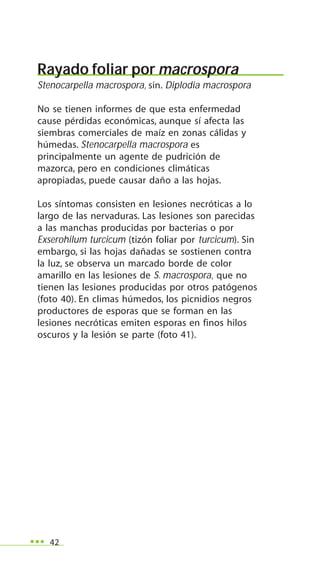 42
Rayado foliar por macrospora
Stenocarpella macrospora, sin. Diplodia macrospora
No se tienen informes de que esta enfermedad
cause pérdidas económicas, aunque sí afecta las
siembras comerciales de maíz en zonas cálidas y
húmedas. Stenocarpella macrospora es
principalmente un agente de pudrición de
mazorca, pero en condiciones climáticas
apropiadas, puede causar daño a las hojas.
Los síntomas consisten en lesiones necróticas a lo
largo de las nervaduras. Las lesiones son parecidas
a las manchas producidas por bacterias o por
Exserohilum turcicum (tizón foliar por turcicum). Sin
embargo, si las hojas dañadas se sostienen contra
la luz, se observa un marcado borde de color
amarillo en las lesiones de S. macrospora, que no
tienen las lesiones producidas por otros patógenos
(foto 40). En climas húmedos, los picnidios negros
productores de esporas que se forman en las
lesiones necróticas emiten esporas en finos hilos
oscuros y la lesión se parte (foto 41).
 