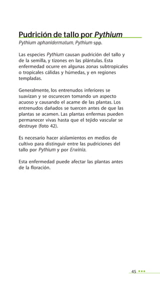 45
Pudrición de tallo por Pythium
Pythium aphanidermatum, Pythium spp.
Las especies Pythium causan pudrición del tallo y
de la semilla, y tizones en las plántulas. Esta
enfermedad ocurre en algunas zonas subtropicales
o tropicales cálidas y húmedas, y en regiones
templadas.
Generalmente, los entrenudos inferiores se
suavizan y se oscurecen tomando un aspecto
acuoso y causando el acame de las plantas. Los
entrenudos dañados se tuercen antes de que las
plantas se acamen. Las plantas enfermas pueden
permanecer vivas hasta que el tejido vascular se
destruye (foto 42).
Es necesario hacer aislamientos en medios de
cultivo para distinguir entre las pudriciones del
tallo por Pythium y por Erwinia.
Esta enfermedad puede afectar las plantas antes
de la floración.
 