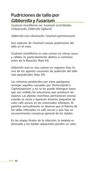 46
Pudriciones de tallo por
Gibberella y Fusarium
Fusarium moniliforme sin. Fusarium verticillioides
(Teleomorfo: Gibberella fujikuroi)
Gibberella zeae (Anamorfo: Fusarium graminearum)
Dos especies de Fusarium causan pudriciones del
tallo en el maíz:
Fusarium moniliforme es más común en climas secos
y cálidos. Es particularmente dañina si comienza
antes de la floración (foto 43).
Gibberella zeae es más común en regiones frías. Es
uno de los agentes causantes de pudrición del tallo
más perjudiciales (foto 44).
Los síntomas producidos por estos patógenos
semejan aquellos causados por Stenocarpella o
Cephalosporium, y no se les puede distinguir hasta
que son visibles las estructuras que producen las
esporas. Las plantas marchitas permanecen erectas
cuando se secan y aparecen lesiones pequeñas de
color café oscuro en los entrenudos inferiores. Al
partirlos verticalmente, se observa que el floema de
los tallos infectados es café oscuro y que hay un
oscurecimiento conspicuo general de los tejidos.
En las etapas finales de la infección, la médula es
destruida y los tejidos adyacentes pierden su color.
 