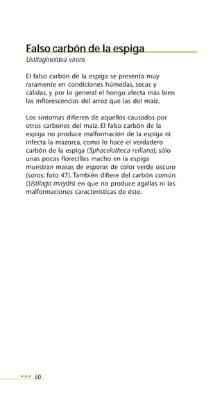 50
Falso carbón de la espiga
Ustilaginoidea virens
El falso carbón de la espiga se presenta muy
raramente en condiciones húmedas, secas y
cálidas, y por lo general el hongo afecta más bien
las inflorescencias del arroz que las del maíz.
Los síntomas difieren de aquellos causados por
otros carbones del maíz. El falso carbón de la
espiga no produce malformación de la espiga ni
infecta la mazorca, como lo hace el verdadero
carbón de la espiga (Sphacelotheca reiliana); sólo
unas pocas florecillas macho en la espiga
muestran masas de esporas de color verde oscuro
(soros; foto 47). También difiere del carbón común
(Ustilago maydis) en que no produce agallas ni las
malformaciones características de éste.
 