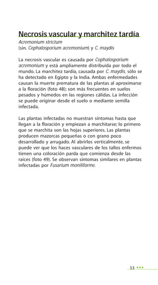 53
Necrosis vascular y marchitez tardía
Acremonium strictum
(sin. Cephalosporium acremonium) y C. maydis
La necrosis vascular es causada por Cephalosporium
acremonium y está ampliamente distribuida por todo el
mundo. La marchitez tardía, causada por C. maydis, sólo se
ha detectado en Egipto y la India. Ambas enfermedades
causan la muerte prematura de las plantas al aproximarse
a la floración (foto 48); son más frecuentes en suelos
pesados y húmedos en las regiones cálidas. La infección
se puede originar desde el suelo o mediante semilla
infectada.
Las plantas infectadas no muestran síntomas hasta que
llegan a la floración y empiezan a marchitarse; lo primero
que se marchita son las hojas superiores. Las plantas
producen mazorcas pequeñas o con grano poco
desarrollado y arrugado. Al abrirlos verticalmente, se
puede ver que los haces vasculares de los tallos enfermos
tienen una coloración parda que comienza desde las
raíces (foto 49). Se observan síntomas similares en plantas
infectadas por Fusarium moniliforme.
 