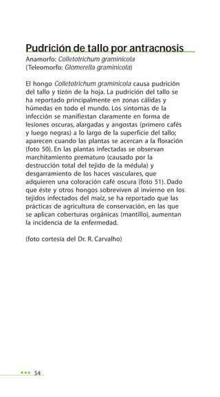 54
Pudrición de tallo por antracnosis
Anamorfo: Colletotrichum graminicola
(Teleomorfo: Glomerella graminicola)
El hongo Colletotrichum graminicola causa pudrición
del tallo y tizón de la hoja. La pudrición del tallo se
ha reportado principalmente en zonas cálidas y
húmedas en todo el mundo. Los síntomas de la
infección se manifiestan claramente en forma de
lesiones oscuras, alargadas y angostas (primero cafés
y luego negras) a lo largo de la superficie del tallo;
aparecen cuando las plantas se acercan a la floración
(foto 50). En las plantas infectadas se observan
marchitamiento prematuro (causado por la
destrucción total del tejido de la médula) y
desgarramiento de los haces vasculares, que
adquieren una coloración café oscura (foto 51). Dado
que éste y otros hongos sobreviven al invierno en los
tejidos infectados del maíz, se ha reportado que las
prácticas de agricultura de conservación, en las que
se aplican coberturas orgánicas (mantillo), aumentan
la incidencia de la enfermedad.
(foto cortesía del Dr. R. Carvalho)
 