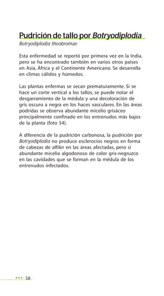 58
Pudrición de tallo por Botryodiplodia
Botryodiplodia theobromae
Esta enfermedad se reportó por primera vez en la India,
pero se ha encontrado también en varios otros países
en Asia, África y el Continente Americano. Se desarrolla
en climas cálidos y húmedos.
Las plantas enfermas se secan prematuramente. Si se
hace un corte vertical a los tallos, se puede notar el
desgarramiento de la médula y una decoloración de
gris oscuro a negra en los haces vasculares. En las áreas
podridas se observa abundante micelio grisáceo
principalmente confinado en los entrenudos más bajos
de la planta (foto 54).
A diferencia de la pudrición carbonosa, la pudrición por
Botryodiplodia no produce esclerocios negros en forma
de cabezas de alfiler en las áreas afectadas, pero sí
abundante micelio algodonoso de color gris-negruzco
en las cavidades que se forman en la médula de los
entrenudos infectados.
 